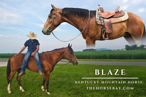 HorseID: 2280148 Blaze - PhotoID: 1054674