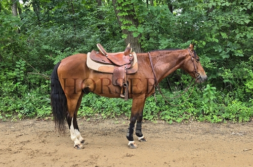 HorseID: 2280148 Blaze - PhotoID: 1054677