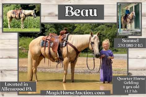 HorseID: 2280150 Beau* - PhotoID: 1054678