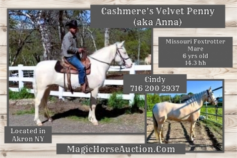 HorseID: 2280160 Cashmere's Velvet Penny - PhotoID: 1054695