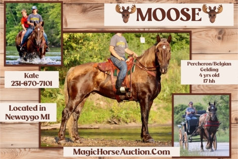 HorseID: 2280163 *Moose* - PhotoID: 1054697