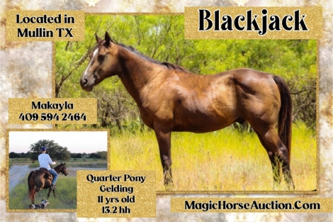 HorseID: 2280164 BlackJack* - PhotoID: 1054698