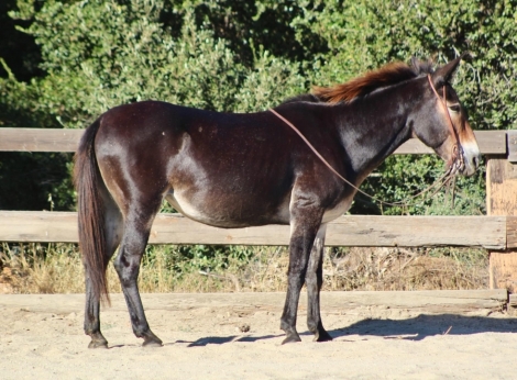 HorseID: 2280179 Birdie-CR - PhotoID: 1054874