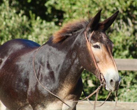 HorseID: 2280179 Birdie-CR - PhotoID: 1054875