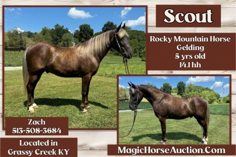 HorseID: 2280191 Scout - PhotoID: 1054711