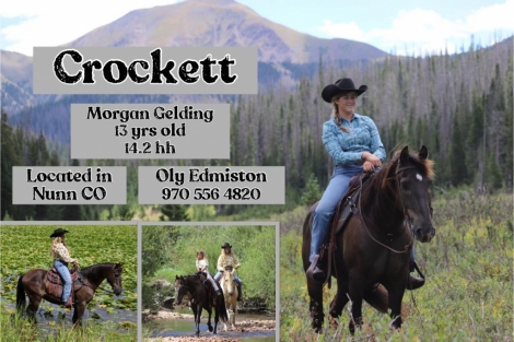 HorseID: 2280193 Crockett - PhotoID: 1054718