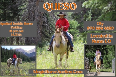 HorseID: 2280194 Queso - PhotoID: 1054719