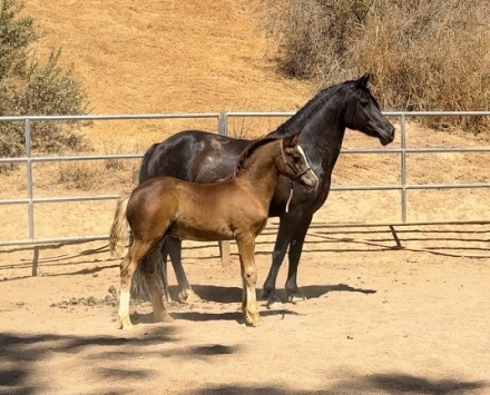 HorseID: 2280212 Vintage Oak Bring My Crown - PhotoID: 1054738