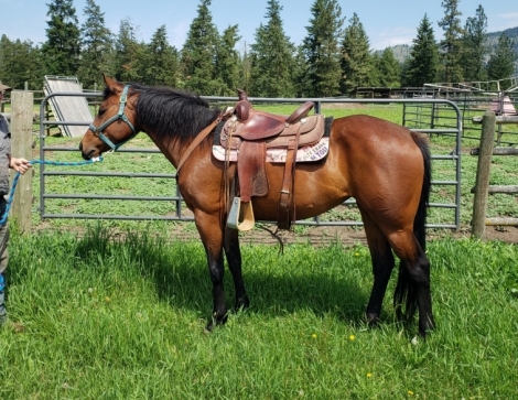 HorseID: 2280223 Whizzin Dixie - PhotoID: 1054745