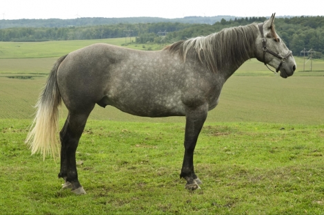 HorseID: 2280240 Oreo DW - PhotoID: 1054897