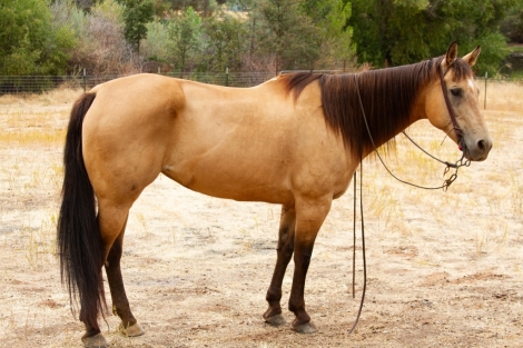 HorseID: 2280241 Bexie BF - PhotoID: 1054870