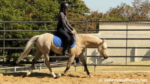 HorseID: 2280269 Smoke Tree (J) Golden Spun Sun - PhotoID: 1054764