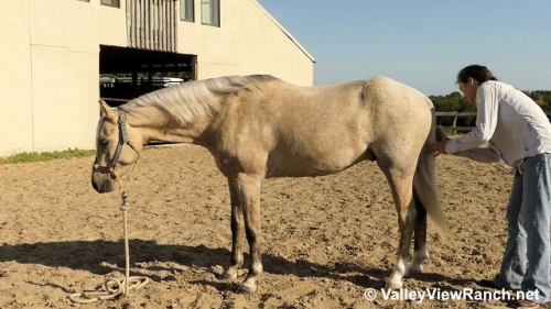 HorseID: 2280269 Smoke Tree (J) Golden Spun Sun - PhotoID: 1054767