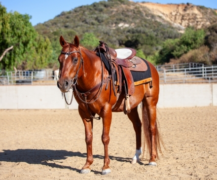 HorseID: 2280273 Lil Red - PhotoID: 1054772