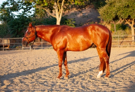 HorseID: 2280273 Lil Red - PhotoID: 1054773