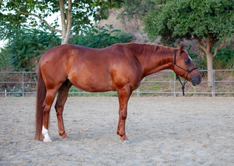 HorseID: 2280273 Lil Red - PhotoID: 1054774