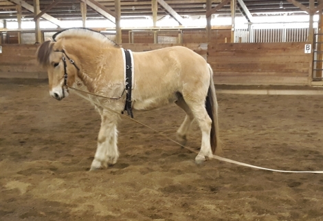 HorseID: 2280278 Blue Horse Farm's Aalvar - PhotoID: 1054779