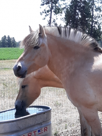 HorseID: 2280278 Blue Horse Farm's Aalvar - PhotoID: 1054782