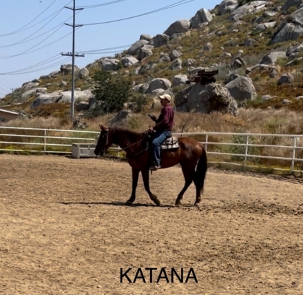 HorseID: 2280348 Katana - PhotoID: 1054933