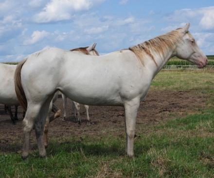 HorseID: 2280352 Shimmering Elegance - PhotoID: 1054943