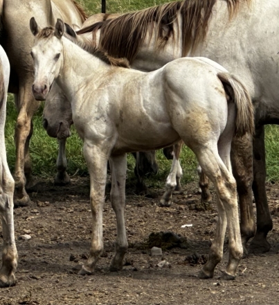 HorseID: 2280354 Dun Frosted In Snow - PhotoID: 1054946