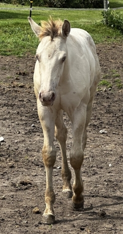 HorseID: 2280354 Dun Frosted In Snow - PhotoID: 1054947