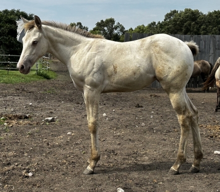 HorseID: 2280354 Dun Frosted In Snow - PhotoID: 1054948