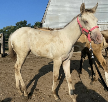 HorseID: 2280354 Dun Frosted In Snow - PhotoID: 1054949