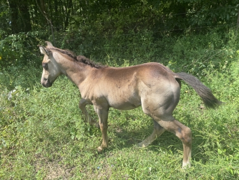 HorseID: 2280394 Slick reg name pending - PhotoID: 1054994