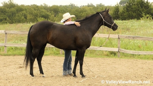 HorseID: 2280396 Slick Handle - PhotoID: 1055001