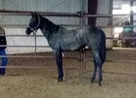 HorseID: 2280422 Blue Roan 2023 Moonlight Empress - PhotoID: 1055040