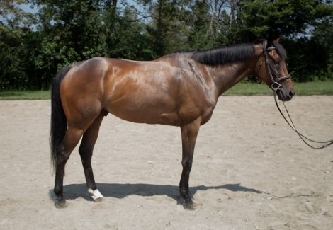 HorseID: 2280441 Ready Redding - PhotoID: 1055259