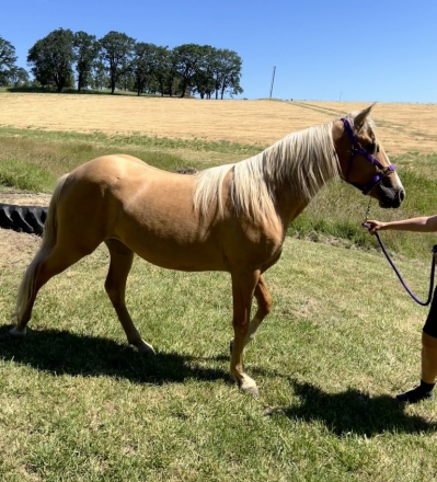 Wyatt From Palomino Buttes Hma, Palomino Mustang Gelding, 2 year old ...