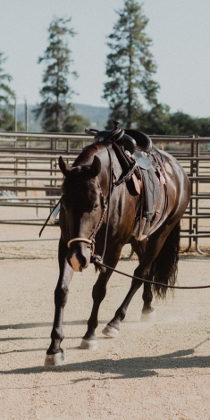 HorseID: 2280479 Black Mustang SOLD - PhotoID: 1055094