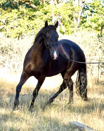 HorseID: 2280479 Black Mustang SOLD - PhotoID: 1055095