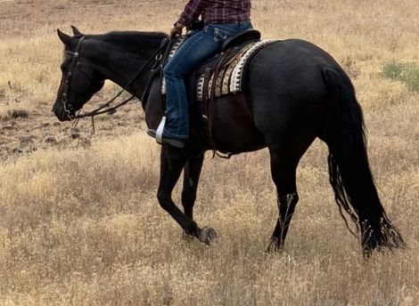 HorseID: 2280479 Black Mustang SOLD - PhotoID: 1055096