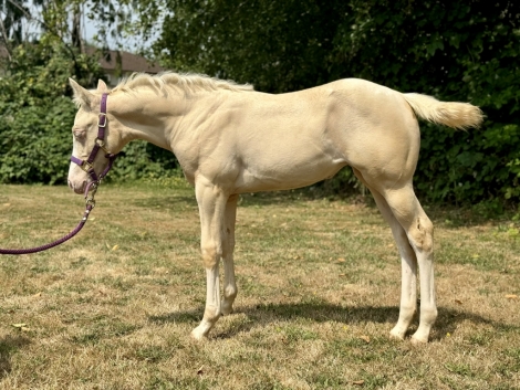 HorseID: 2280481 Sheza Klassy Kat (AQHA pending) - PhotoID: 1055106