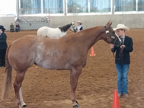 HorseID: 2280495 Charmingly Cool ~ AQHA/APHA Show Mare - PhotoID: 1055116