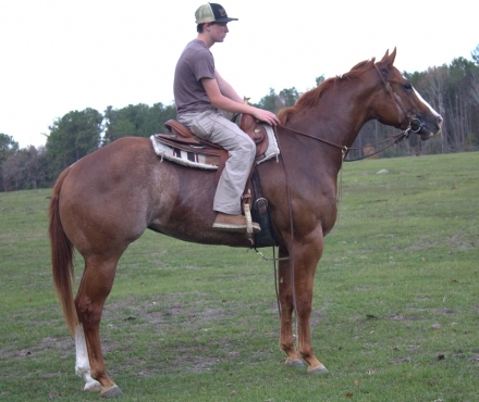 HorseID: 2280495 Charmingly Cool ~ AQHA/APHA Show Mare - PhotoID: 1055117