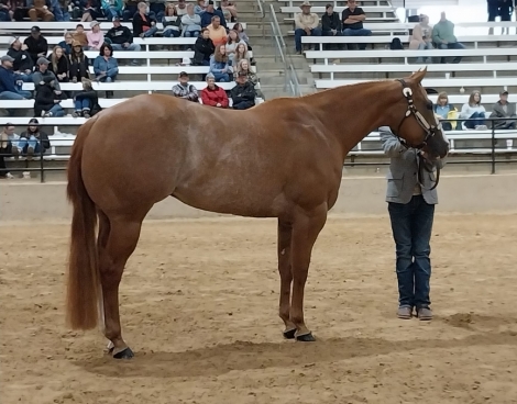 HorseID: 2280495 Charmingly Cool ~ AQHA/APHA Show Mare - PhotoID: 1055118