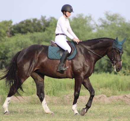 HorseID: 2280501 Nacht Pearl - PhotoID: 1055130