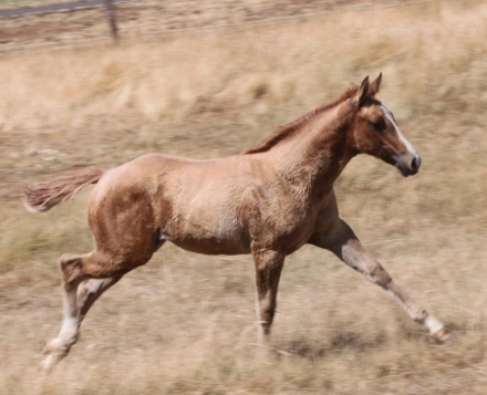 HorseID: 2280515 Unnamed 2024 fancy Dunalino AQHA filly - PhotoID: 1055147