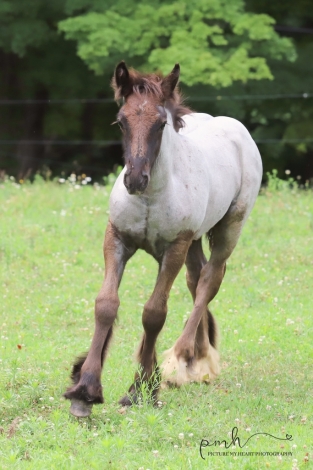 HorseID: 2280536 Sugar Hill Blueberry Mousse - PhotoID: 1055175