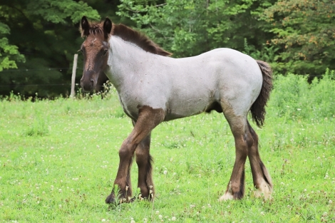 HorseID: 2280536 Sugar Hill Blueberry Mousse - PhotoID: 1055176