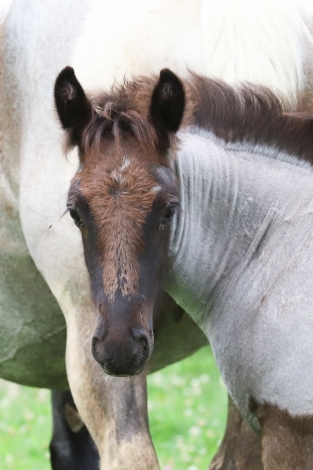 HorseID: 2280536 Sugar Hill Blueberry Mousse - PhotoID: 1055177