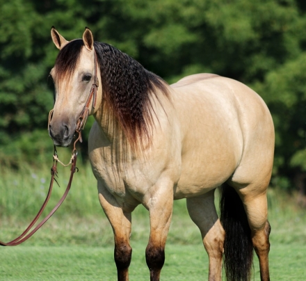 HorseID: 2280540 COLONEL DOC PATRON - PhotoID: 1055199