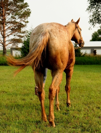 HorseID: 2280575 Ima Moonlight Dancer - PhotoID: 1055235