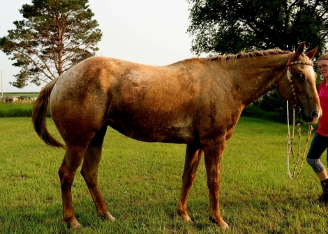 HorseID: 2280575 Ima Moonlight Dancer - PhotoID: 1055237