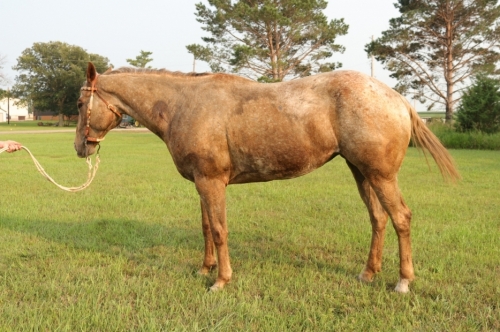 HorseID: 2280575 Ima Moonlight Dancer - PhotoID: 1055238