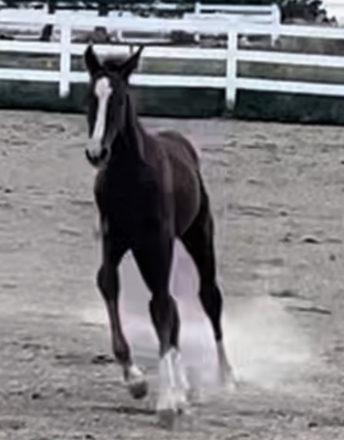 HorseID: 2280583 D Jango Z - PhotoID: 1055251